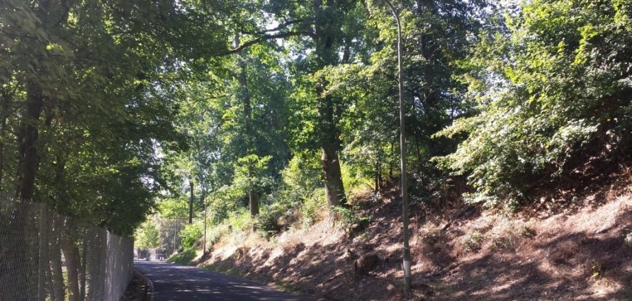 Beleuchtung Rütschhofstraße Das Bild zeigt eine Teilstecke der Rütschhofstraße